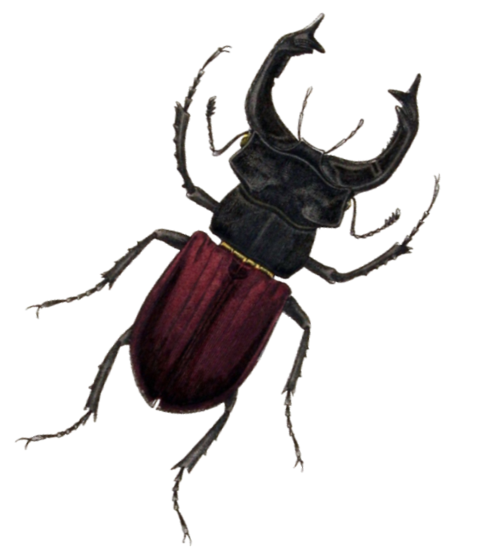 Hirschkäfer